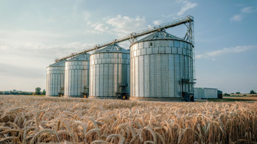 Modern grain silos in a wheat field under clear sky. Agricultural storage and farming concept.
